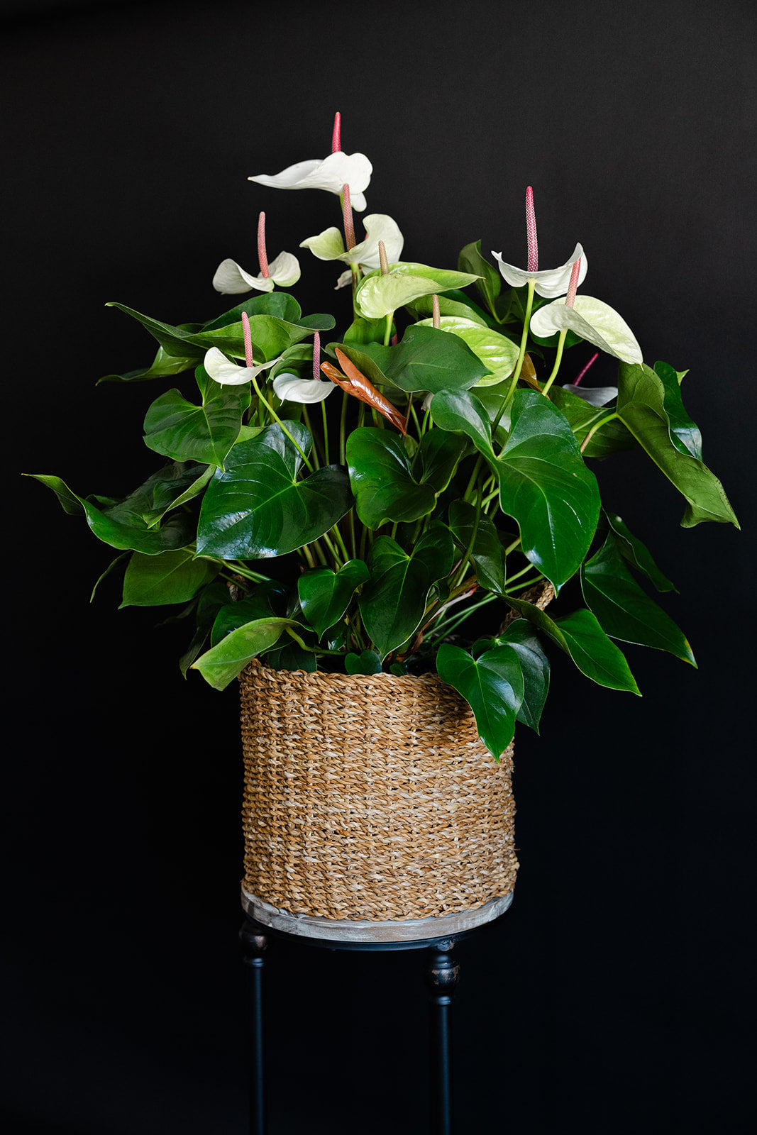 Anthurium Planter White
