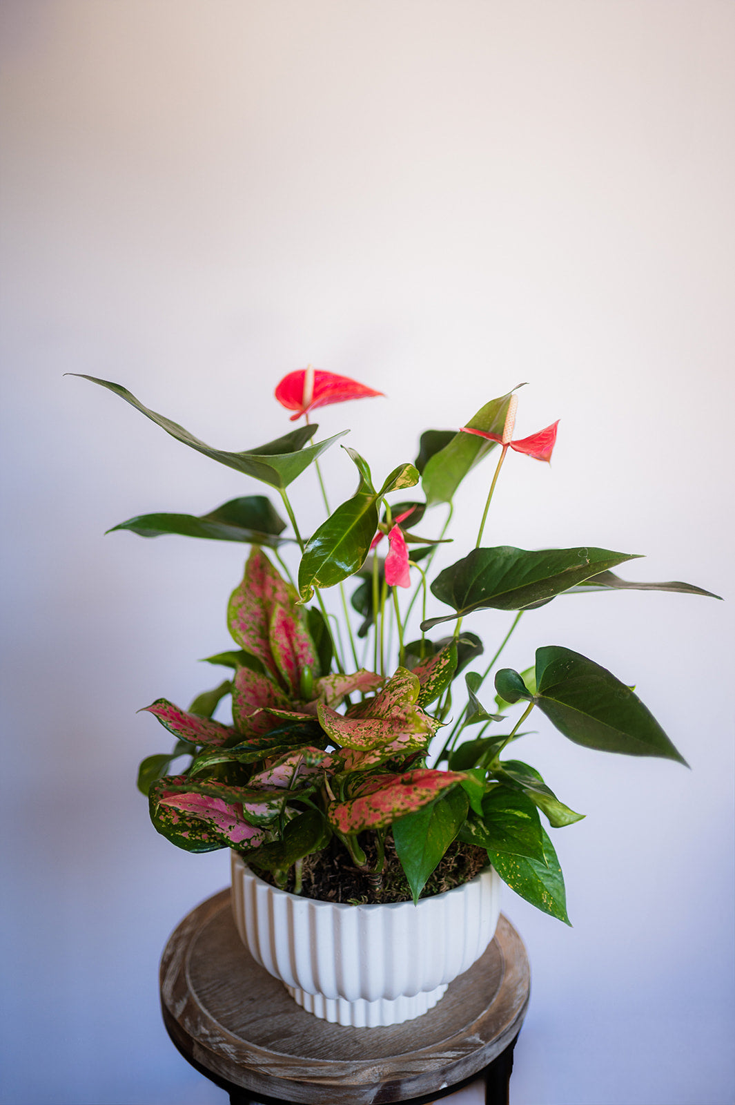 Pink Anthurium Garden