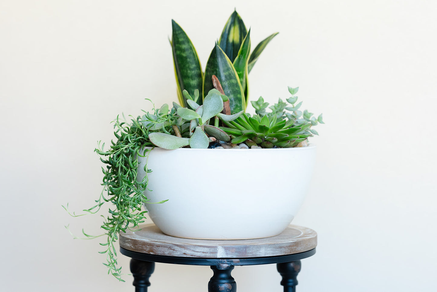 Succulent planter in Modern white ceramic bowl
