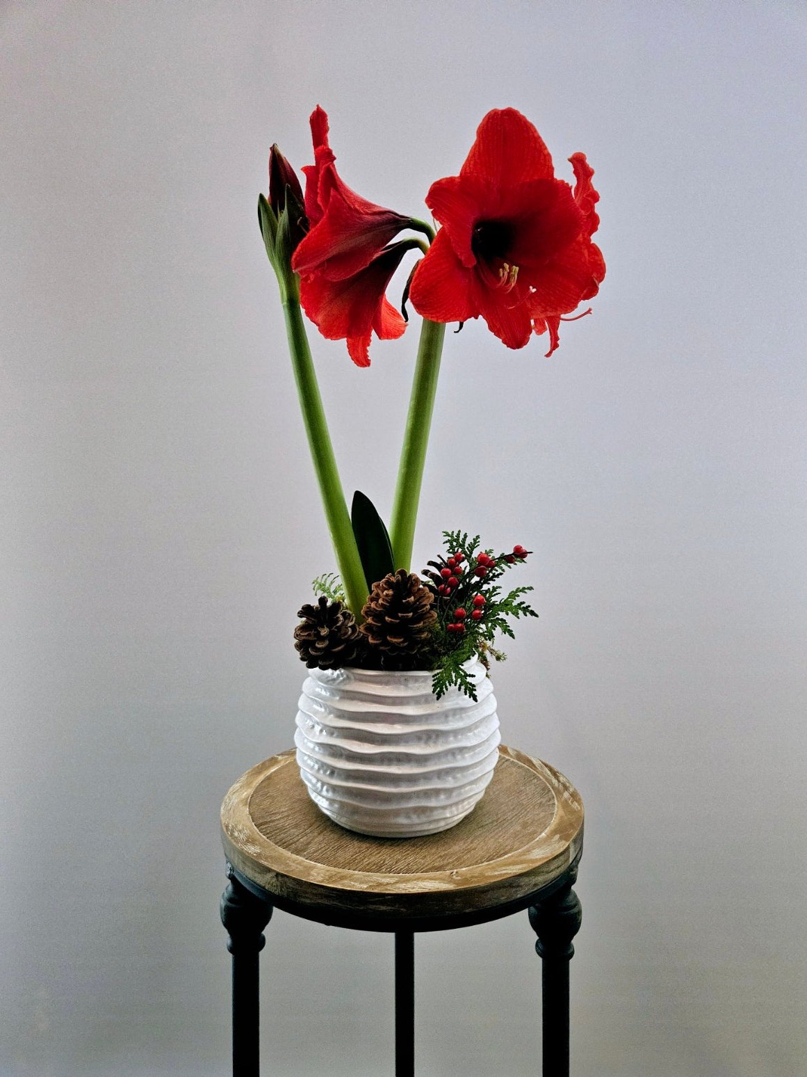 Amaryllis Planter