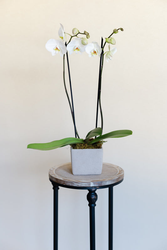 Elegant Orchid Cube Planter