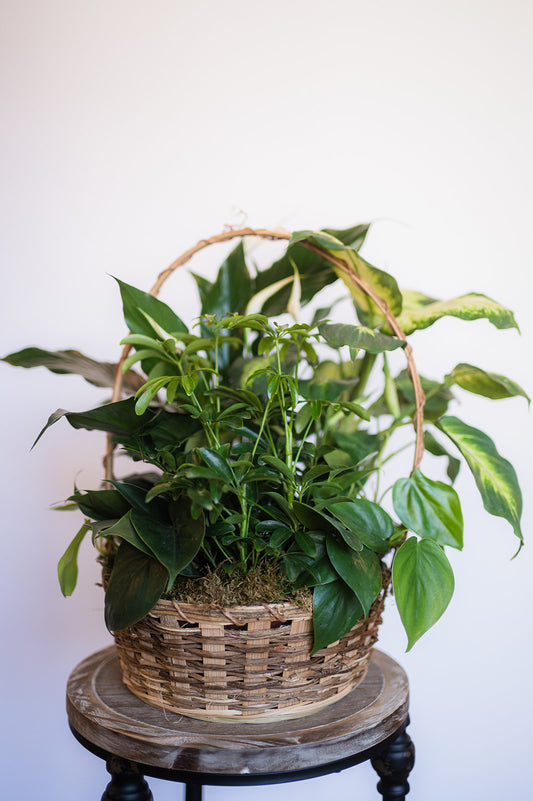 Potted plant in a woven basket on a small wooden stool against a white background