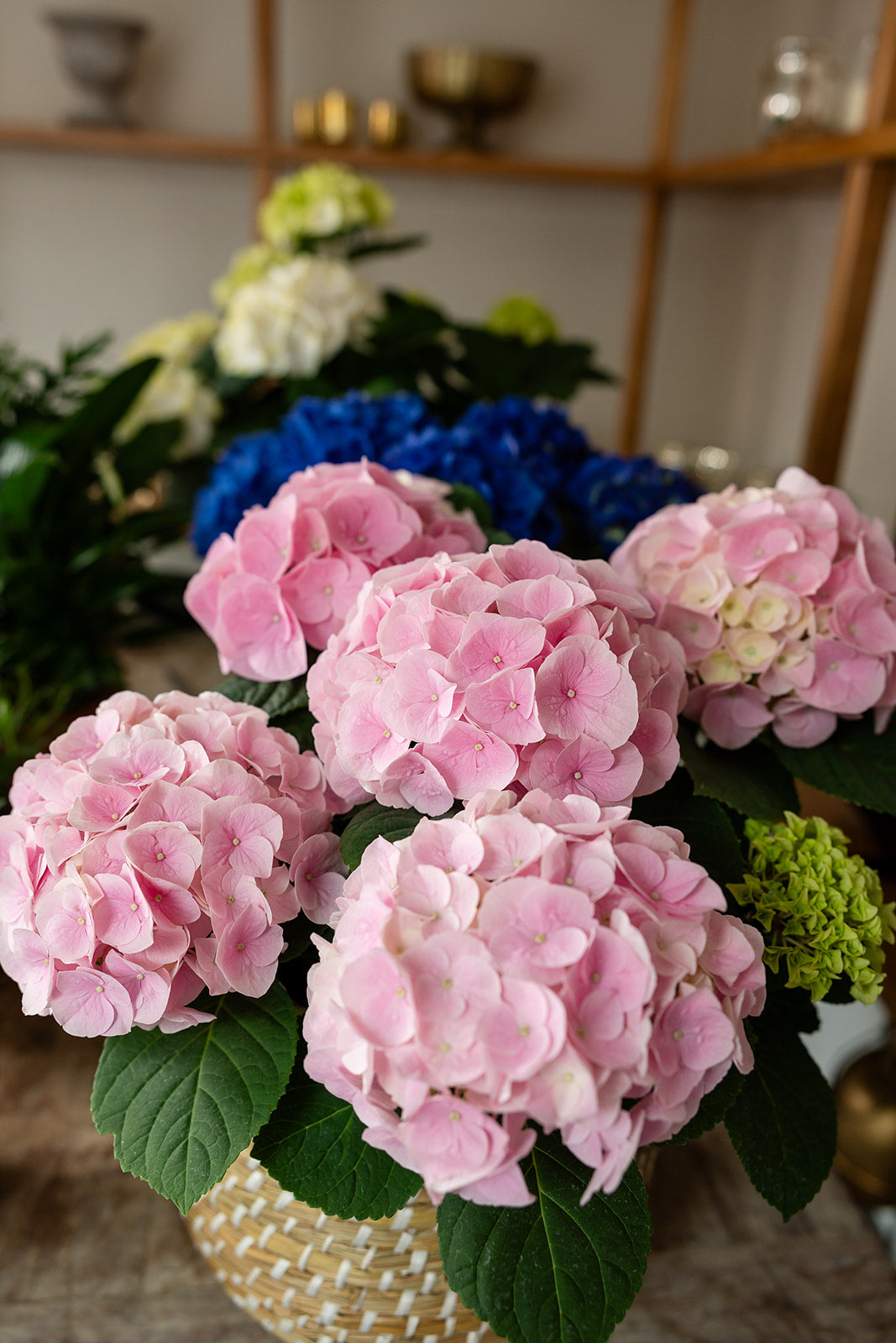 Hydrangea Plants