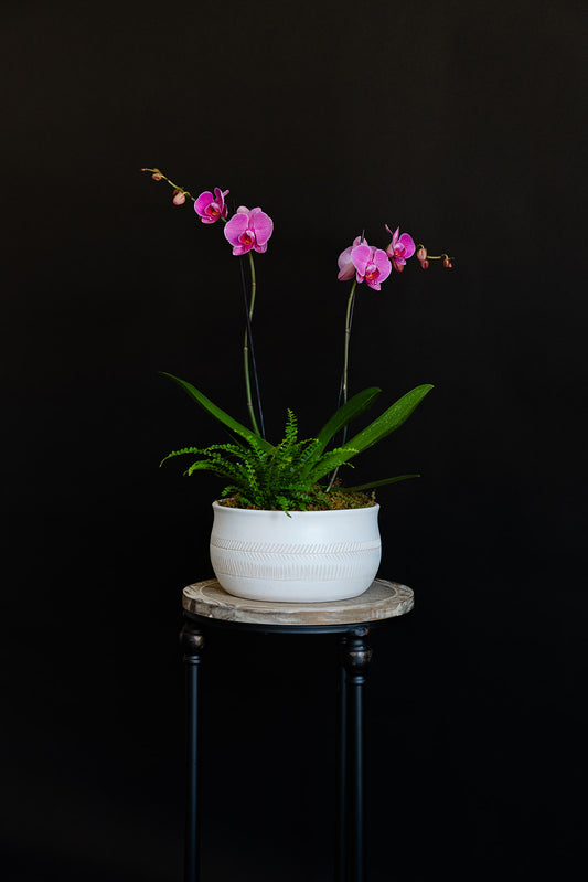 Remembrance Orchid and Fern Planter