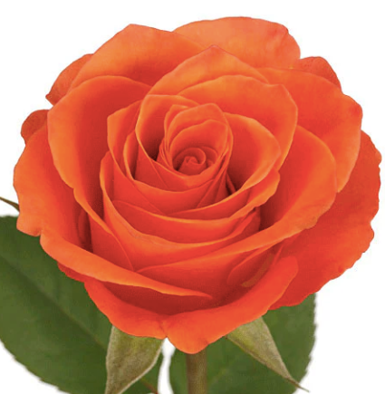 Orange rose in full bloom with vibrant pink petals and a lush, romantic appearance