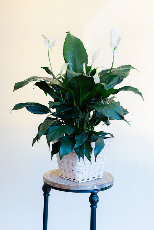 Serene Peace Lily Basket