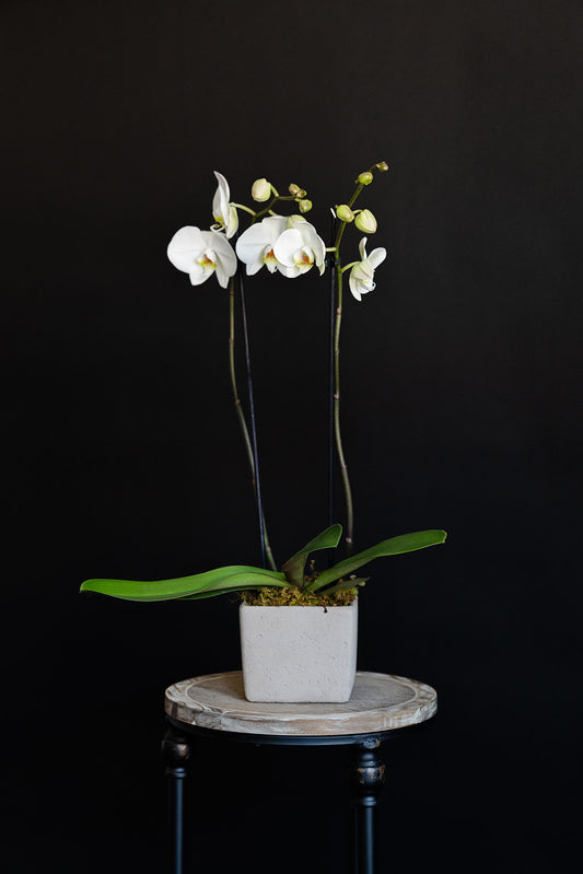 Sympathy Orchid Cube Planter
