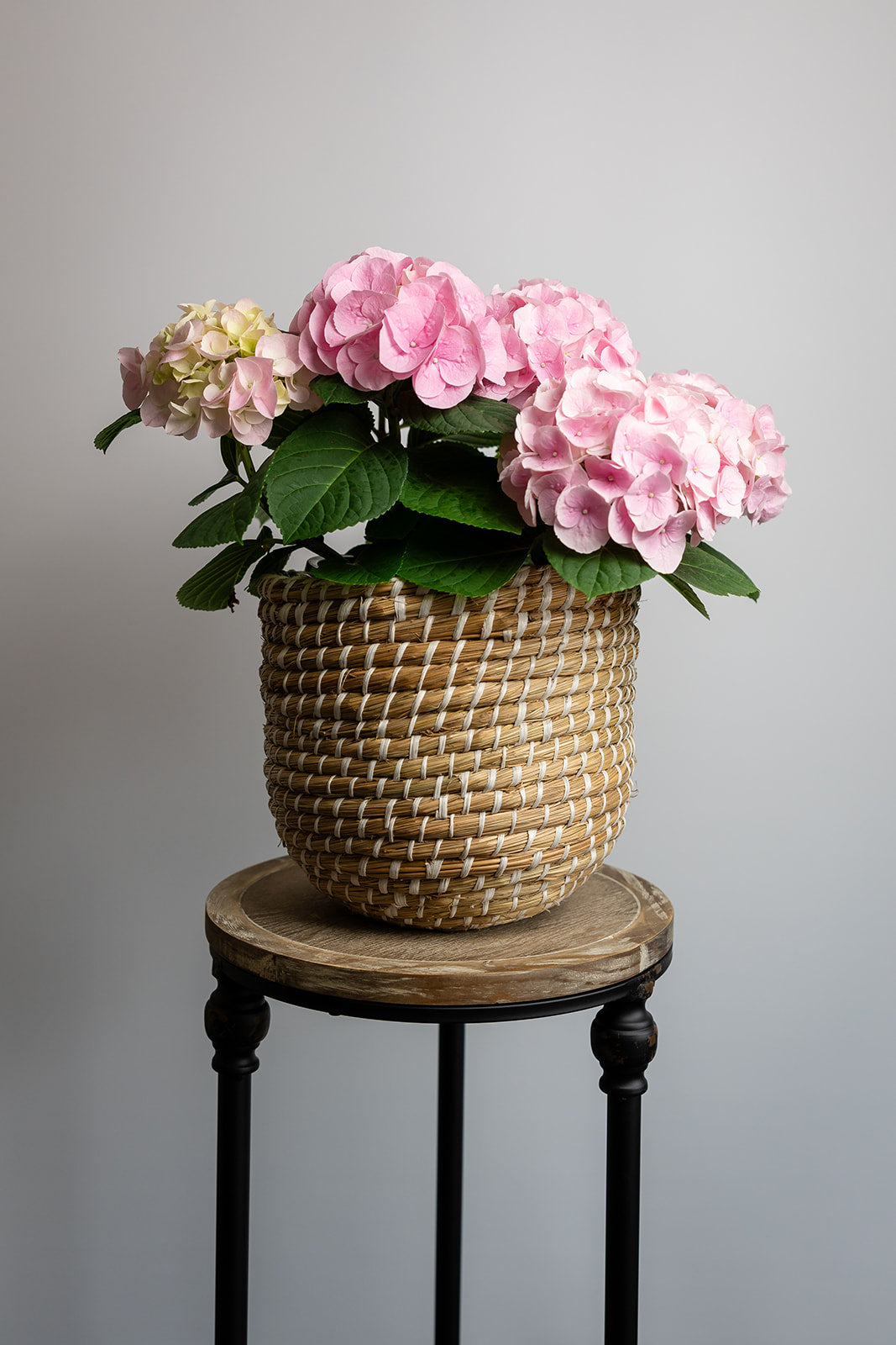 Pink Hydrangea