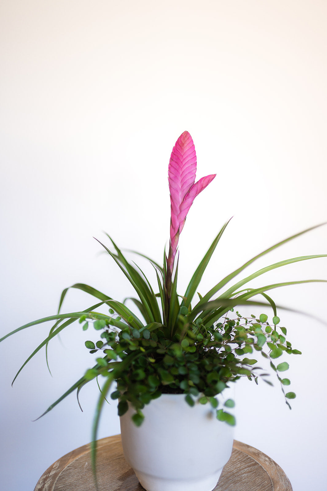 Pink Quill Planter with a button fern with white pot
