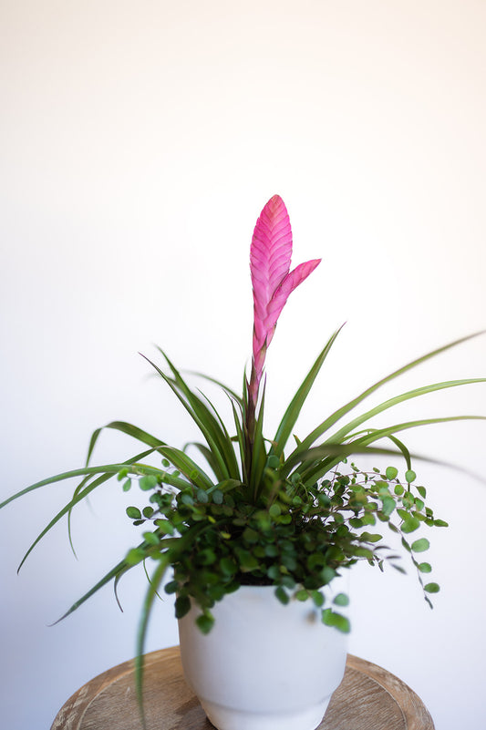 Pink Quill Planter with a button fern with white pot
