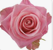 Close-up of a pink rose with a white background