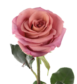 Dozen Roses Wrapped Bouquet