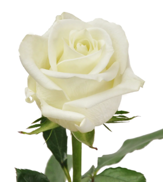 White rose in full bloom with vibrant pink petals and a lush, romantic appearance.