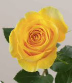 Yellow Rose