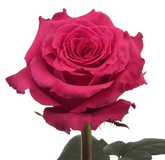 Hot pink rose in full bloom with vibrant pink petals and a lush, romantic appearance